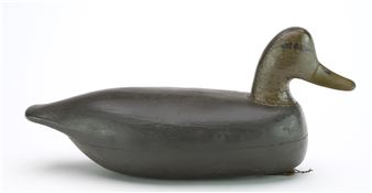 Black duck - Ruben C. Corliss