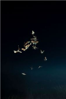 Sense of Presence: Rogier Maaskant's Enchanting Photographs of Insects