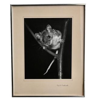 Mouse on limb - Karl H. Maslowski