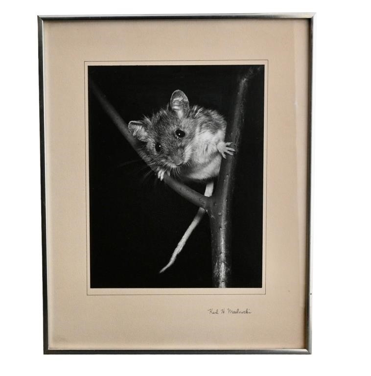 Artwork by Karl H. Maslowski, Mouse on limb, Made of Black and white photograph