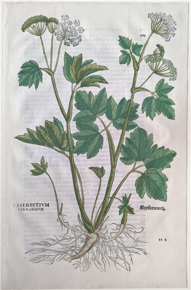 Masterwort (Laserpitum germanicum, Meysterwurtz), Plate 763 by Leonhart Fuchs, 1542