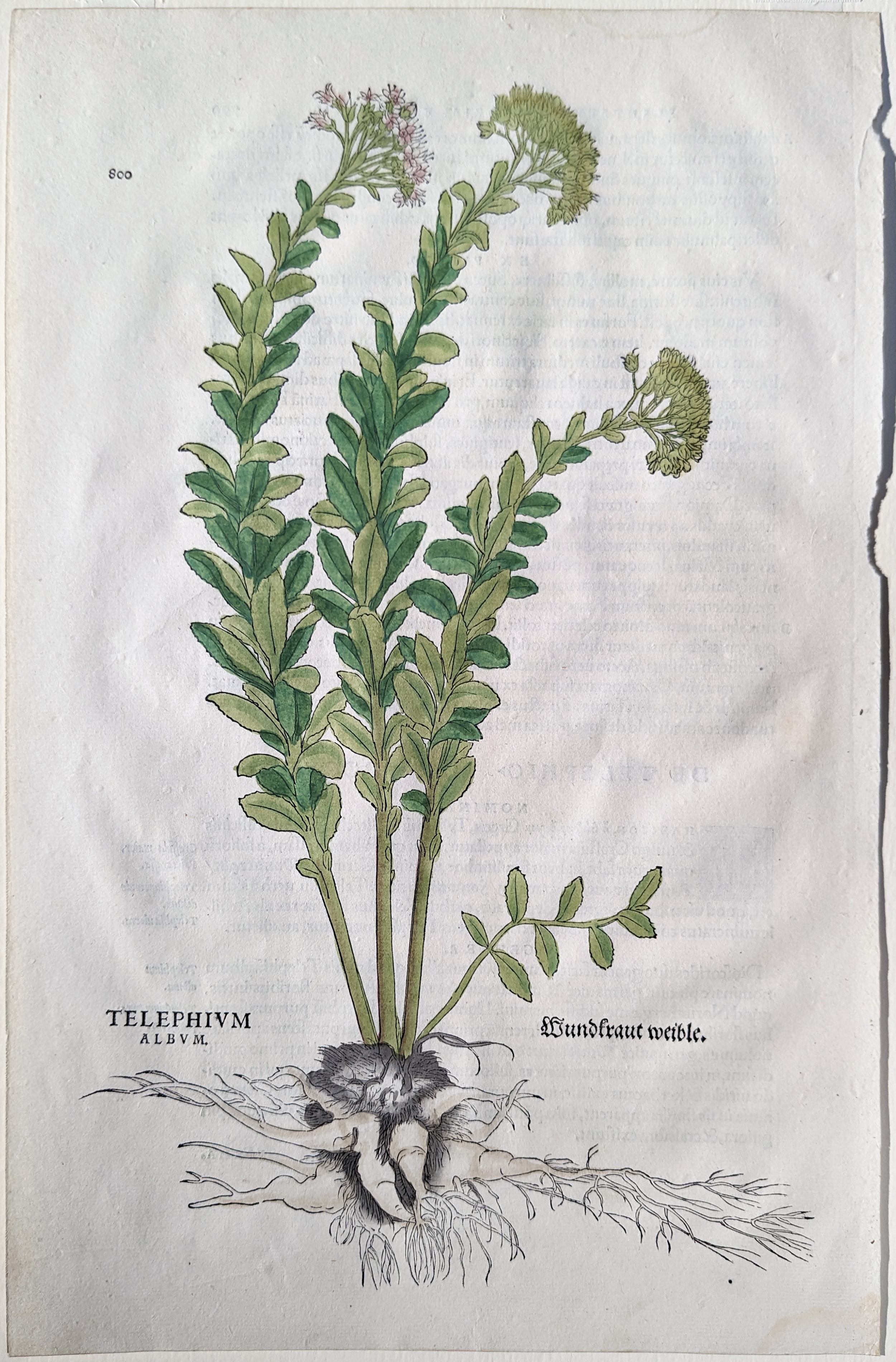 Artwork by Leonhart Fuchs, Orpine I (Telephium album, Wundkraut weible), Plate 800, Made of Woodcut engraving