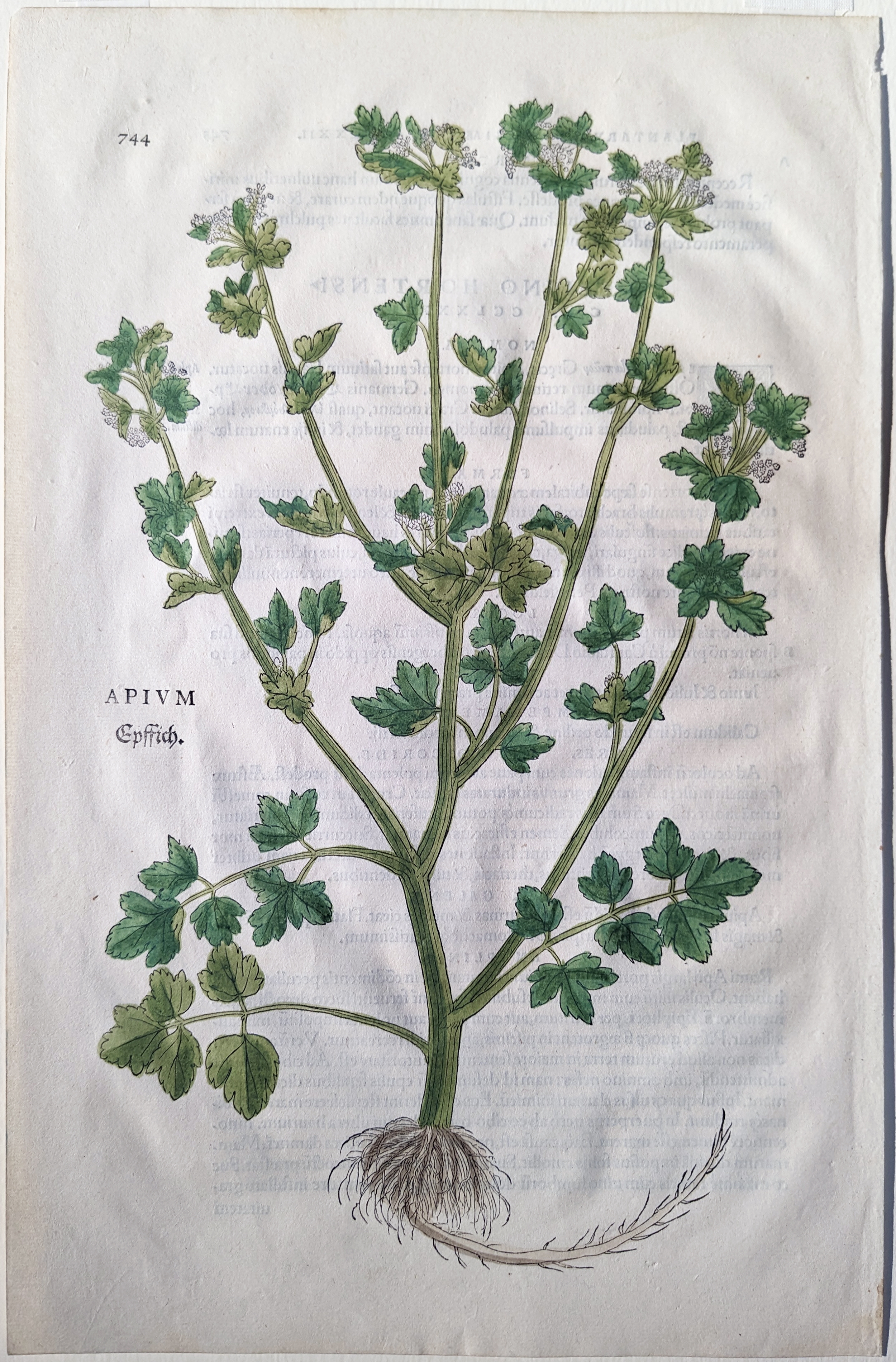 Artwork by Leonhart Fuchs, Celery (Apium, Eppich), Plate 744, Made of Woodcut engraving