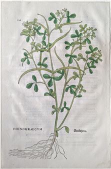 Fenugreek (Foenograecum, Bockshorn), Plate 798 - Leonhart Fuchs