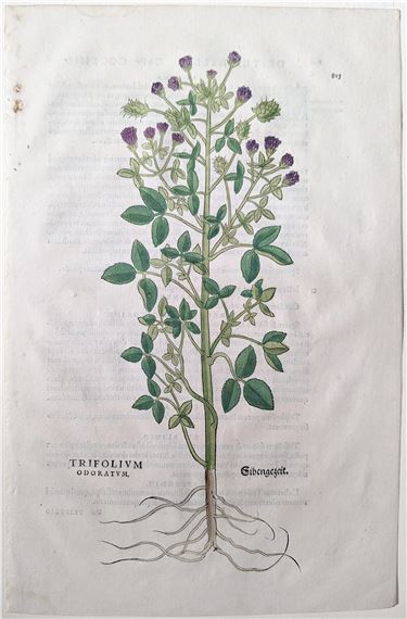 Blue fenugreek (Trifolium odoratum, Sibengezeit), Plate 815 by Leonhart Fuchs, 1542