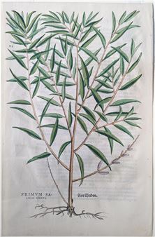 Purple Willow (Primum salicis genus, Rot Weiden), Plate 334 - Leonhart Fuchs