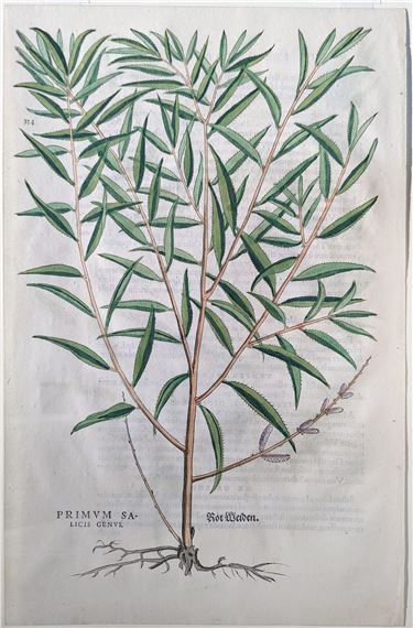 Purple Willow (Primum salicis genus, Rot Weiden), Plate 334 - Leonhart Fuchs