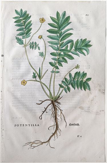 Silverweed (Potentilla, Genserich), Plate 619