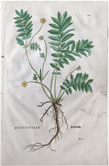 Silverweed (Potentilla, Genserich), Plate 619 - Leonhart Fuchs