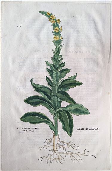 Mullein (Verbascum candidum mas, Weiß Wullkraut mennle), Plate 846 by Leonhart Fuchs, 1542