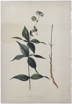 Silene Stellata (Starry campion), Plate 12 - Thomas Meehan