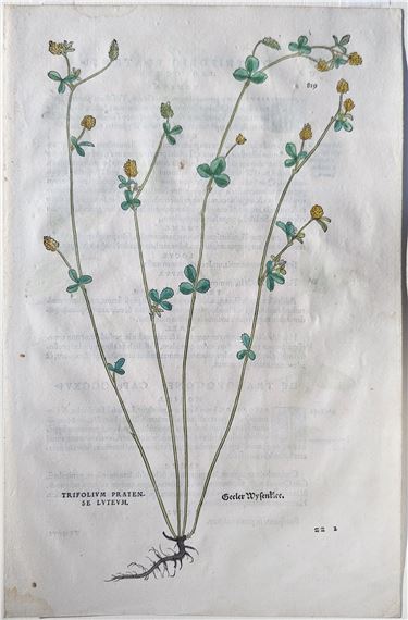 Hop clover (Trifolium pratense luteum, Geeler Wisenklee), Plate 819 by Leonhart Fuchs, 1542