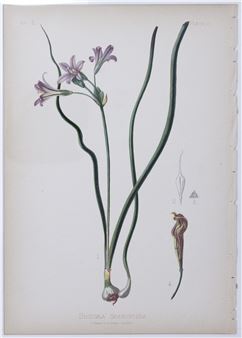 Brodiaea Grandiflora (Largeflower triteleia or Wild hyacinth), Plate 20 - Thomas Meehan