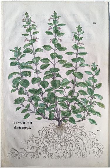 Yellow germander (Teucrium, Groß bathengel), Plate 829 by Leonhart Fuchs, 1542