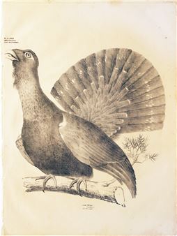 (Western Capercaillie or Wood Grouse) Gatt Tetrao, Plate 12 - Georg August Goldfuss