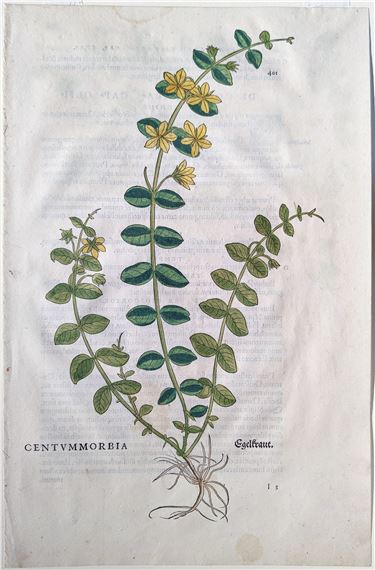 Creeping jenny (Centummorbia, Egelkraut), Plate 401 by Leonhart Fuchs, 1542