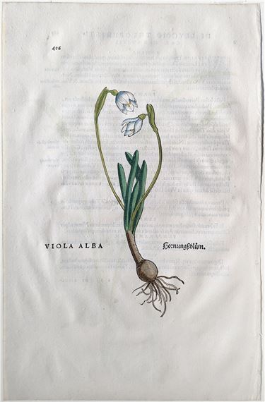 Spring snowflake I (Violae albae, Hornungßblum), Plate 486 by Leonhart Fuchs, 1542
