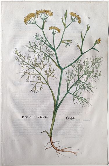 Fennel (Foeniculum, Fenchel), Plate 501 by Leonhart Fuchs, 1542
