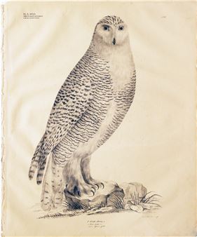 (Tawny Owl) Gatt Strix, Plate 126 - Georg August Goldfuss