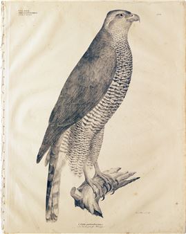 (Northern Goshawk) Falco Palumbarius, Plate 134 - Georg August Goldfuss