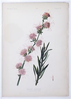 Liatris Scariosa (Devil's bite), Plate 29 - Thomas Meehan