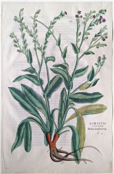 Italian bugloss (Cirsium italicum, Welsch Ochsenzung), Plate 343 by Leonhart Fuchs, 1542