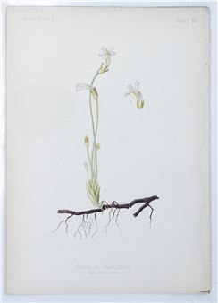 Aphyllon Uniflorum (One-flowered broom-rape), Plate 22 - Thomas Meehan