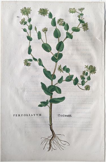 Hare's ear (Perfoliatum, Durchwachß), Plate 632