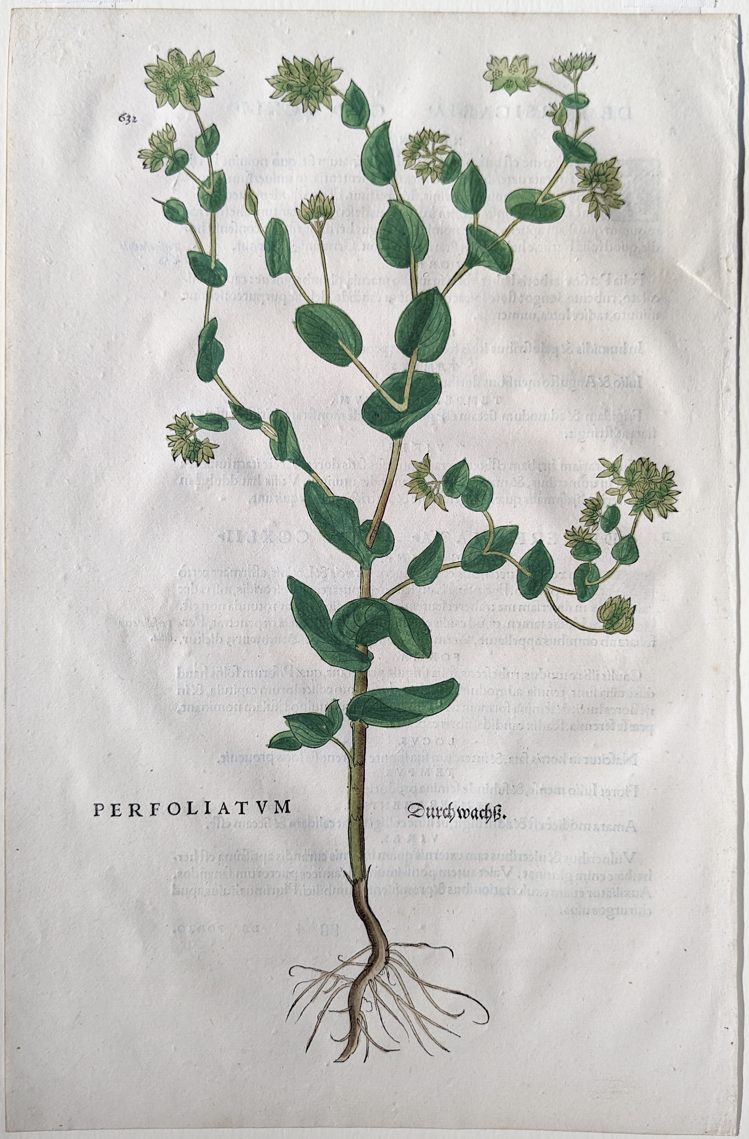 Artwork by Leonhart Fuchs, Hare's ear (Perfoliatum, Durchwachß), Plate 632, Made of Woodcut engraving