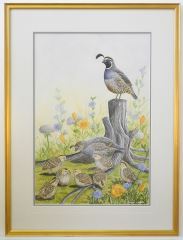 Quail Family - M. Morgan Warren