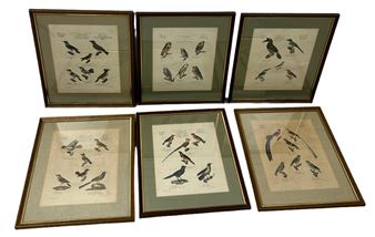 A SET OF SIX ORNITHOLOGICAL COLOURED PRINTS 'OISEAUX VOGEL' - Paul Louis Oudart