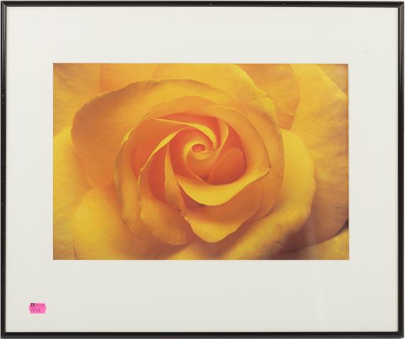 Rose (Gold Medal - Robert Noonan