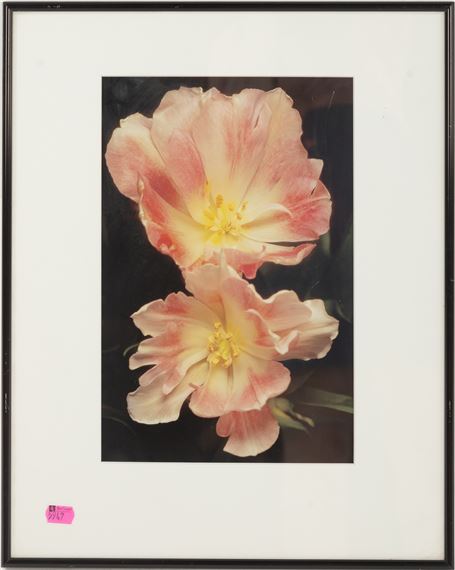 Double Flower by Robert Noonan