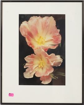 Double Flower - Robert Noonan