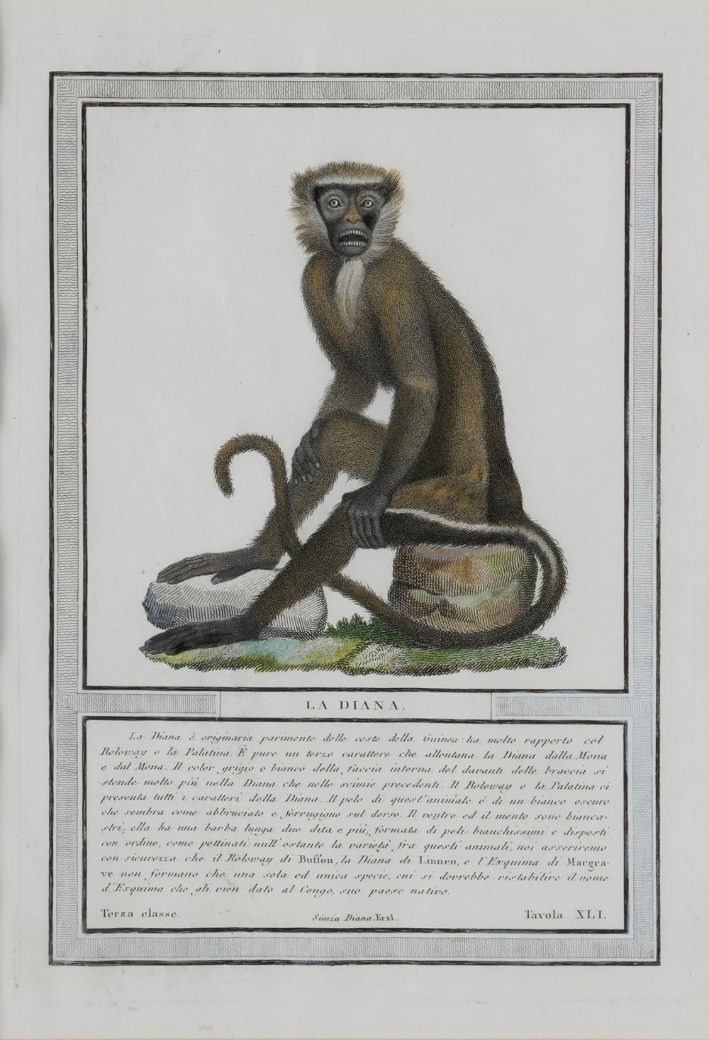 Nicolas Henri Jacob | From the portfolio Storia naturale delle scimie ...
