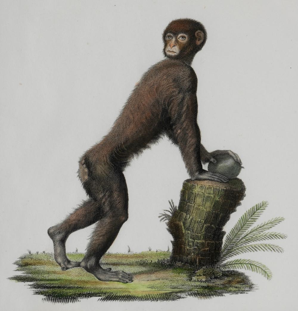 Nicolas Henri Jacob | From the portfolio Storia naturale delle scimie ...