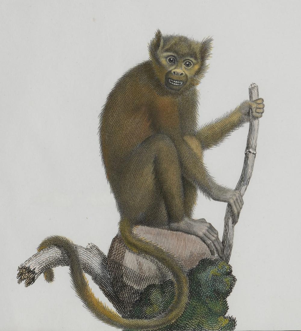 Nicolas Henri Jacob | From the portfolio Storia naturale delle scimie ...