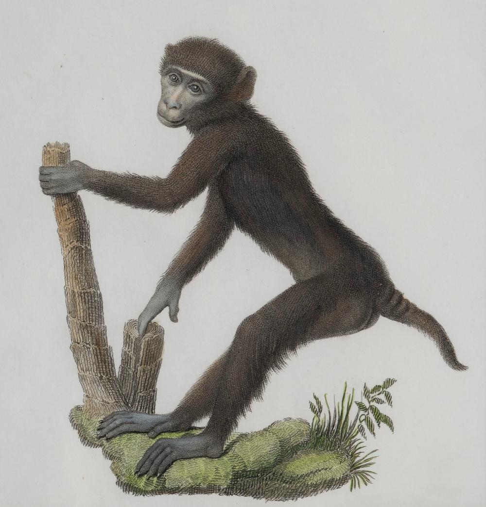Nicolas Henri Jacob | From the portfolio Storia naturale delle scimie ...