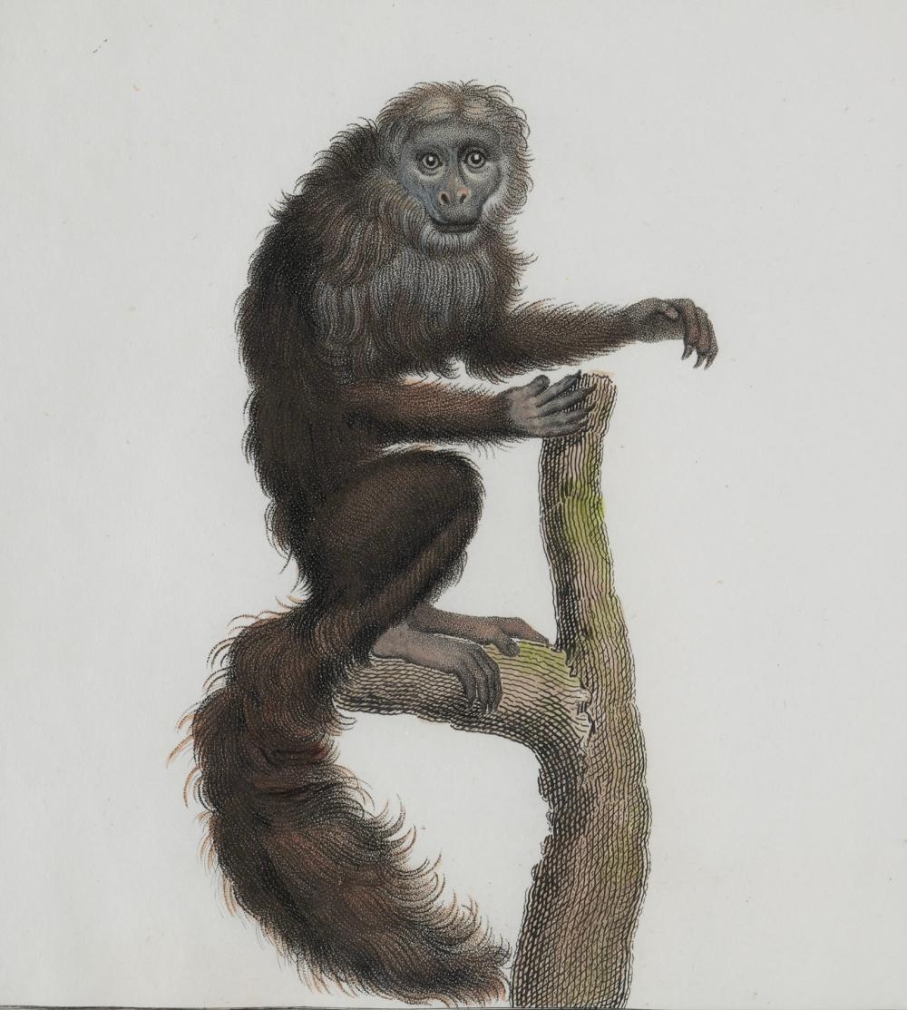 Nicolas Henri Jacob | From the portfolio Storia naturale delle scimie ...