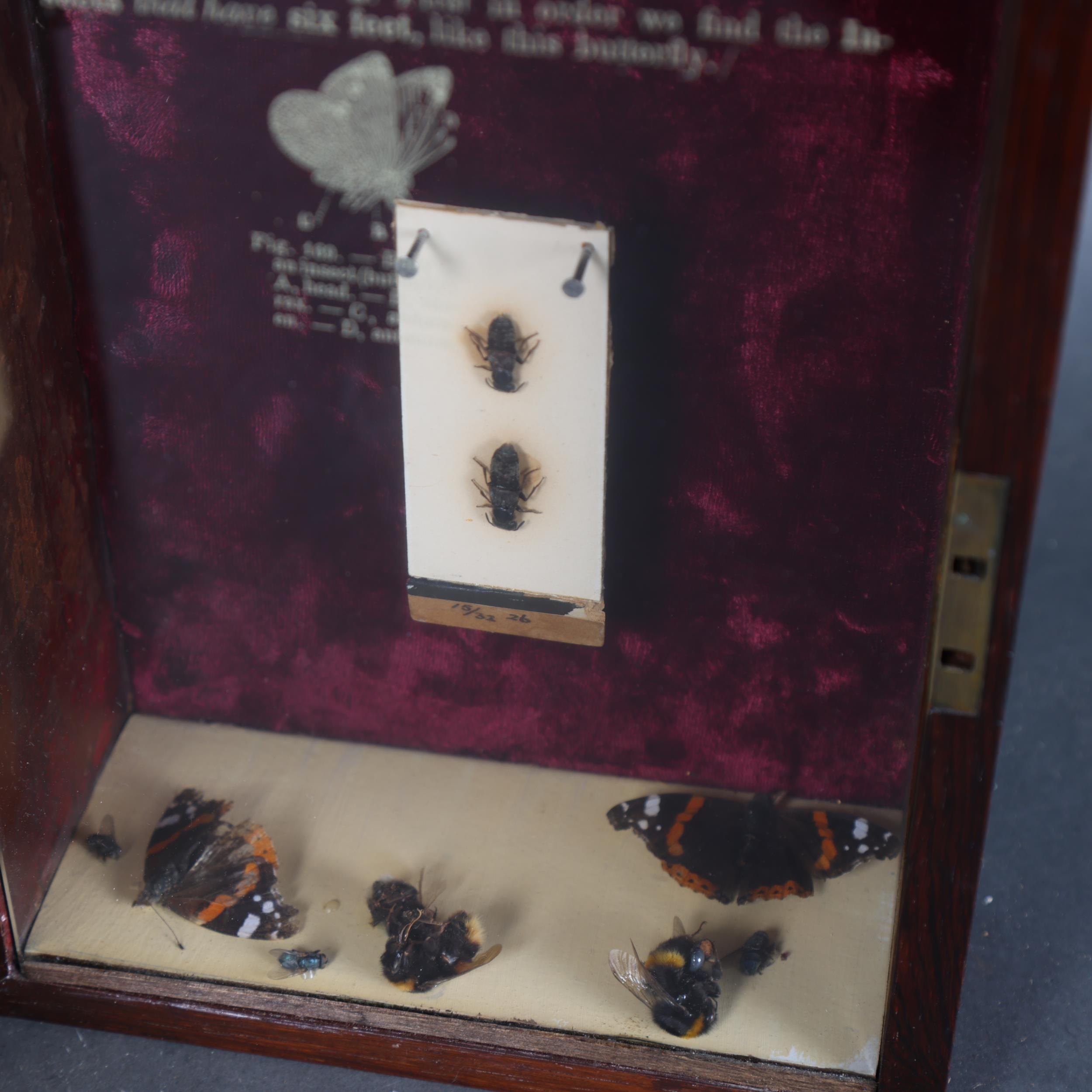 Jackie Attwood | a modern sculpture using various insects | MutualArt