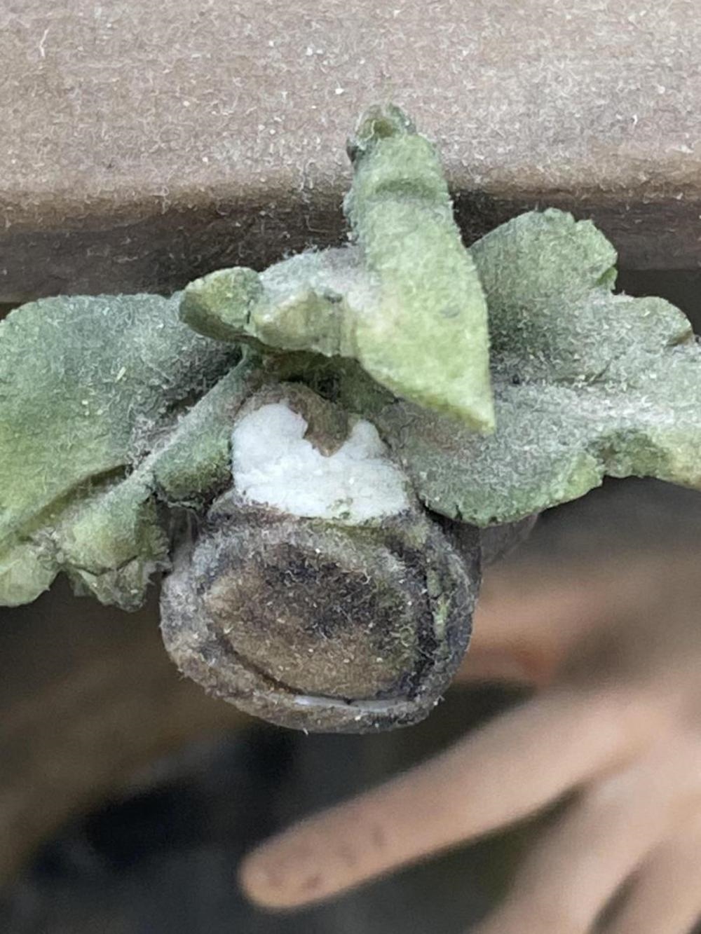 Artwork by Bruno Merli, Signed Merli Capidimonte Card Game Sculpture, Made of Sculpture