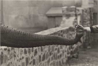 Garry Winogrand | The Animals (1962 - 1969) | MutualArt