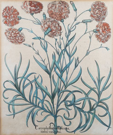 Basilius Besler – ‘Caryophyllus Multiplex’ (Carnations) by Basilius Besler, 17th century