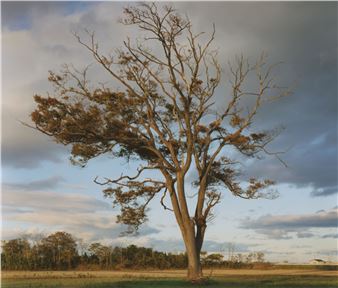Naoya Hatakeyama: Tsunami Trees - Taka Ishii Gallery, Tokyo (complex665)