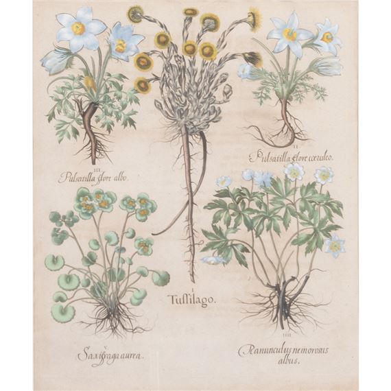 Tussilago by Basilius Besler
