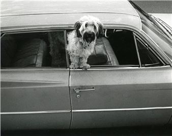 ONLINE: Gary Krueger: Dogs In Cars - Joseph Bellows Gallery, La Jolla