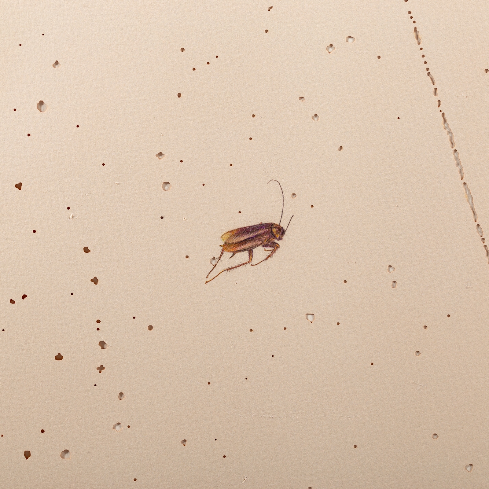 Artwork by Beverly Ress, Untitled, Made of Colored pencil on paper