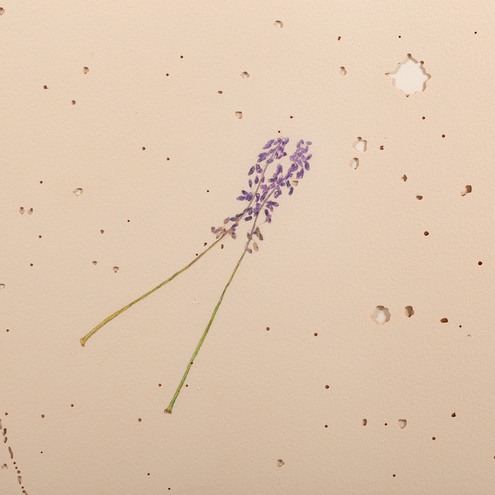 Artwork by Beverly Ress, Untitled, Made of Colored pencil on paper