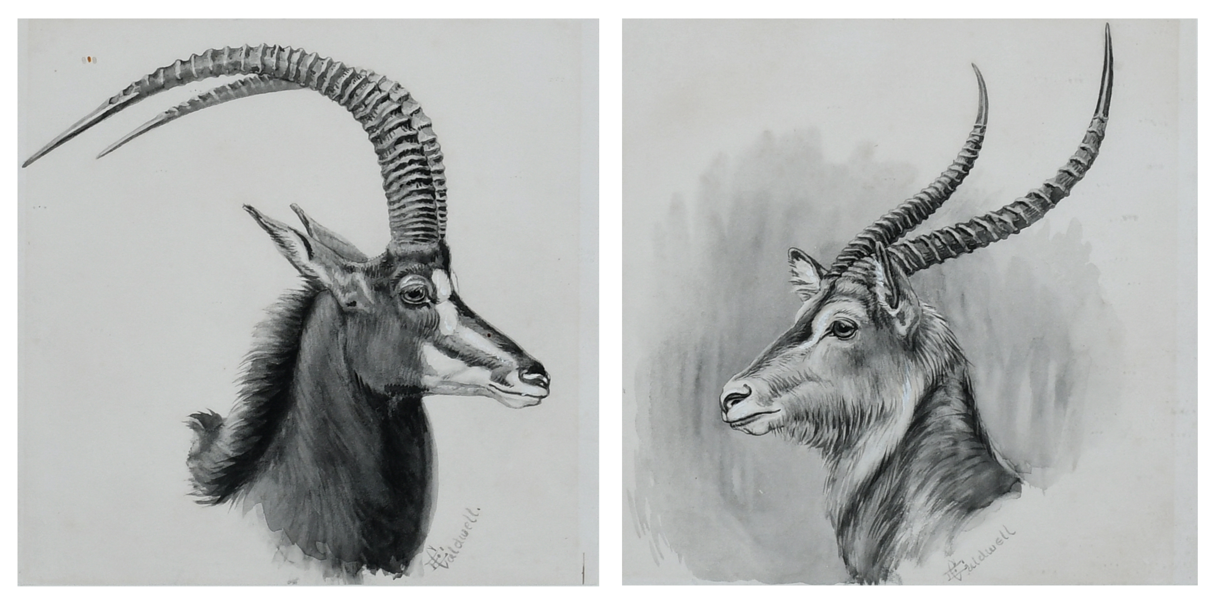 Edmund Caldwell | Study of a sable; Study of a waterbuck | MutualArt