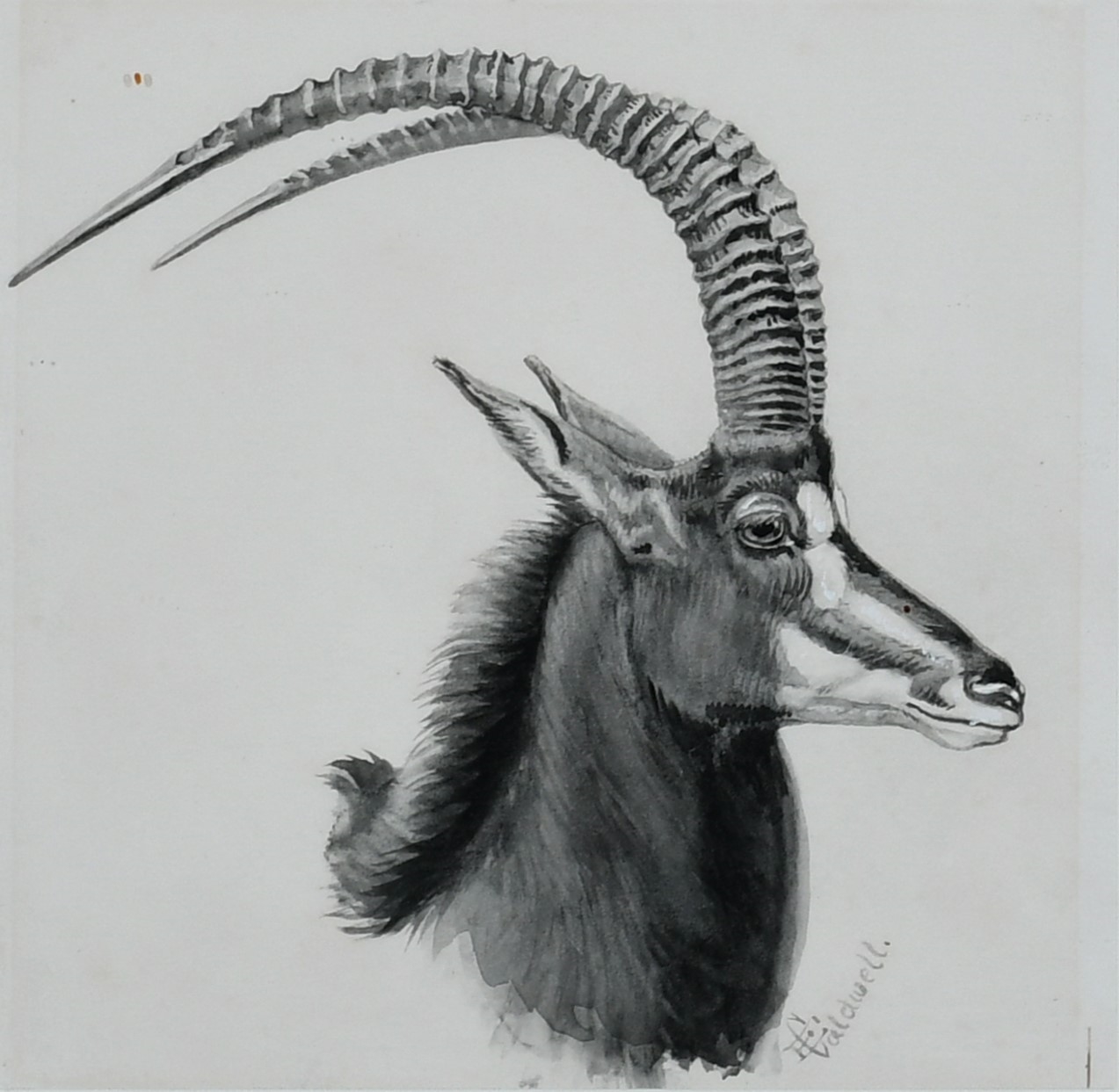 Edmund Caldwell | Study of a sable; Study of a waterbuck | MutualArt